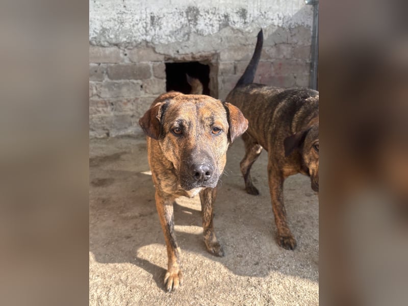 ⭐️ZICO⭐️, besonderes Seelchen, Rüde, 3,5 Jahre, 48 cm, Mischling, Tierschutz Rumänien