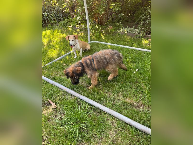 URSULET, süßer Frechdachs, 5 Monate, 28 cm, Pflegestelle Düsseldorf, Tierschutz Rumänien
