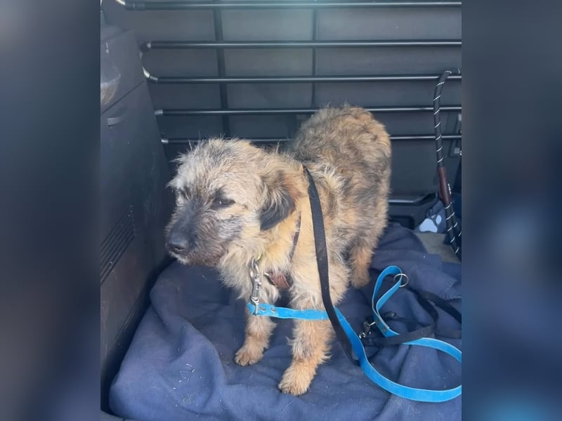 HEARTY, zuckersüßes Spielkind, 1 Jahr, 41 cm, Mischlingsmädchen, Tierschutz Rumänien