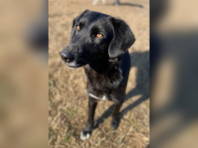 Africa, geb. ca. 01/2019, lebt in GRIECHENLAND, im städt. Tierheim Serres