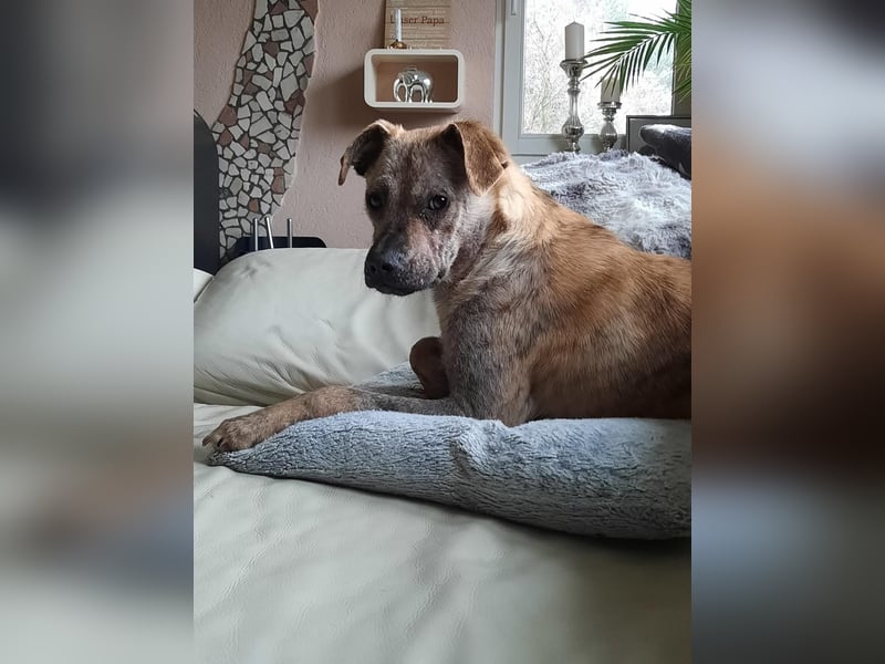 LIV, pure Liebe, 1 Jahr, 40 cm, Mischlingsmädchen, Tierschutz Rumänien, Pflegestelle 46359