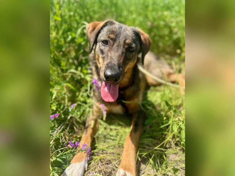 AMY, liebes Leckermäulchen, 2 Jahre, 45 cm, Mischling, Tierschutz Rumänien