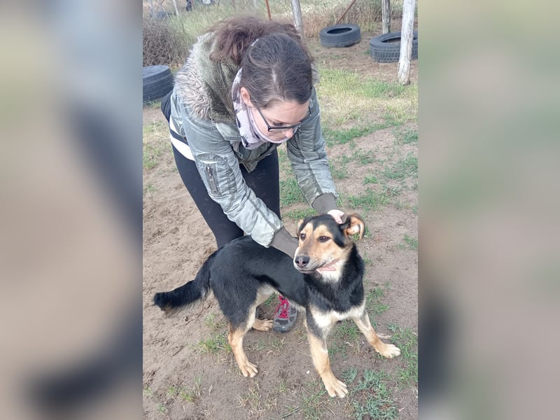 Kerubin, toller Hundemann