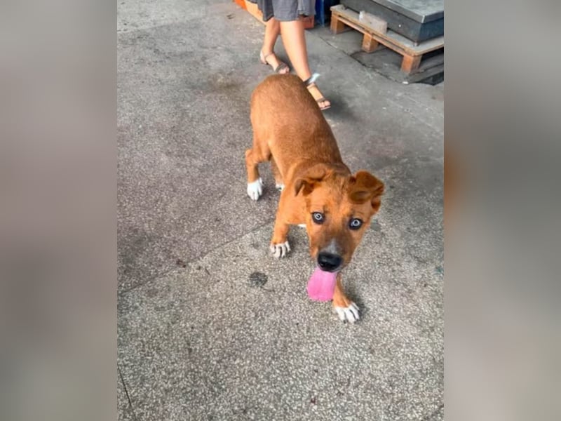 Scooby - der kleine Charmeur mit den eisblauen Augen sucht sein Zuhause!