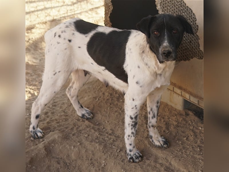 Yaska, geb. ca. 02/2022, lebt in GRIECHENLAND, im städt. Tierheim Serres