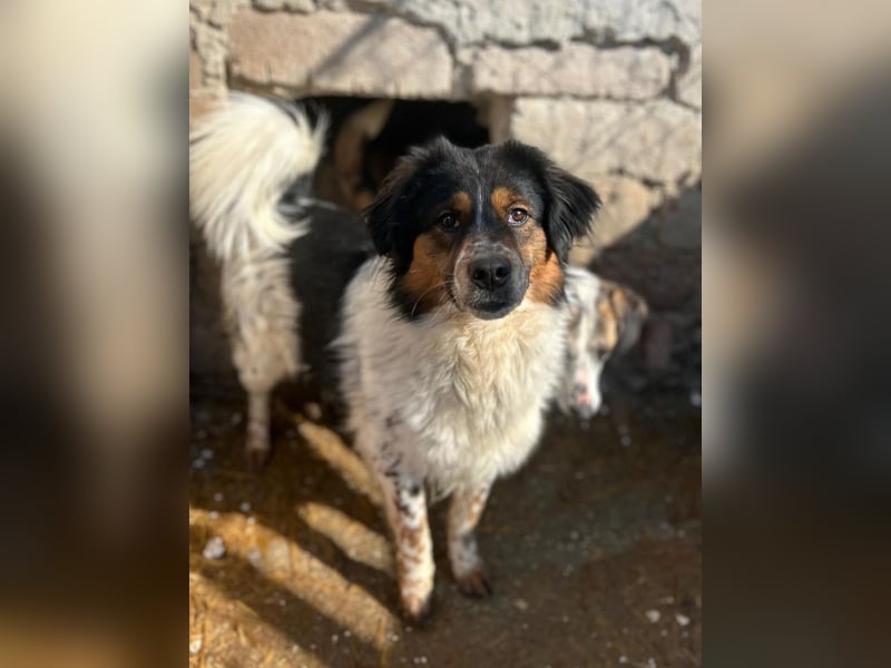 ⭐️OREO⭐️, Rüde, 4 Jahre, 43 cm, Mischling, Tierschutz