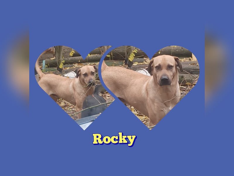 Rocky, lieber Rüde, lebt im Rudel in Rumänien