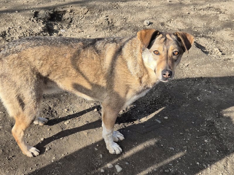 Hündin Bernstein stellt sich vor