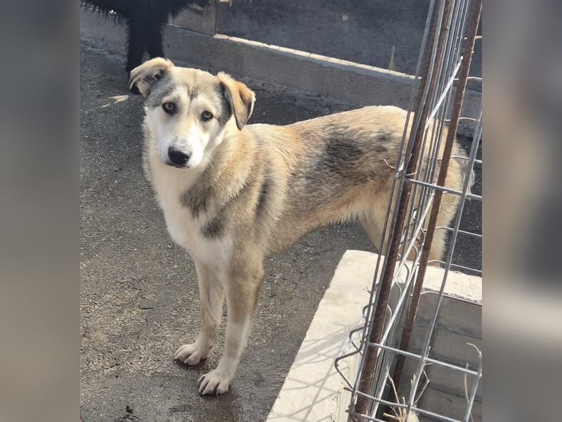 Hündin 107403 sucht ihr neues Zuhause