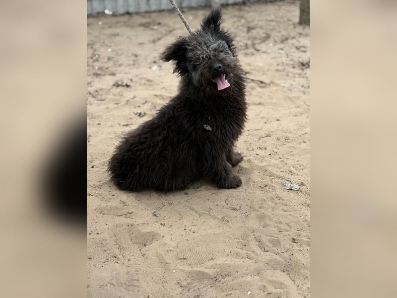 Palko sucht einen Schutzengel