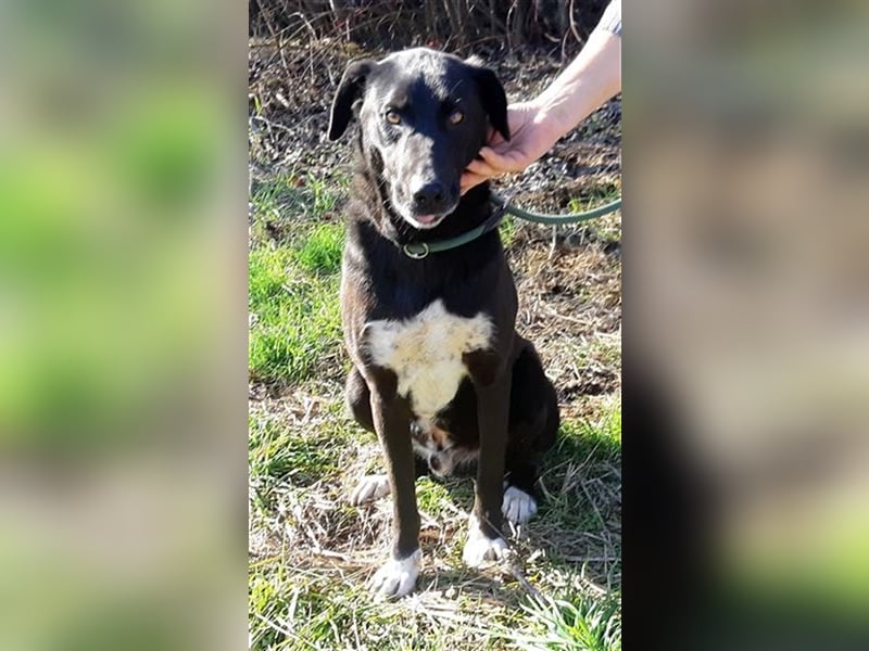 Tom(Romica) wartet seit 6 Jahren in einem Rum. Tierheim auf ein Zuhause