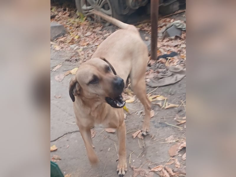 Rocky, lieber Rüde, lebt im Rudel in Rumänien