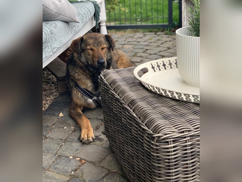 XORO, Goldstück, 1,5 Jahre, 50 cm, Mischling, Pflegestelle Hennef, Tierschutz Rumänien