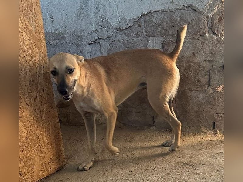PIRA, sanfte Hündin, 3 Jahre, 46 cm, Mischling, Tierschutz