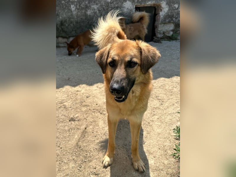 ⭐️DISSY⭐️, schöner Schatz, Hündin, 3 Jahre, 49 cm, Mischling, Tierschutz Rumänien