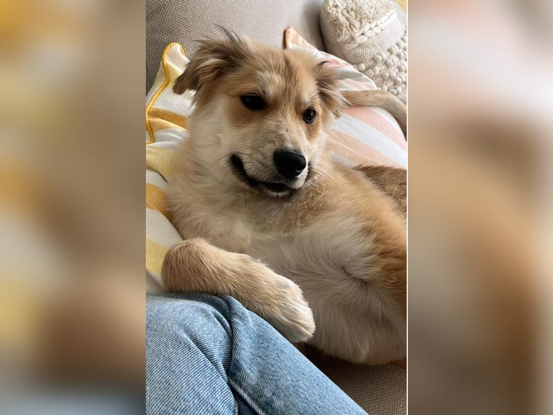 KORBEL, schlauer Schatz, 5 Monate, 41 cm, Mischlingsjunge, Pflegestelle 51503, Tierschutz Rumänien