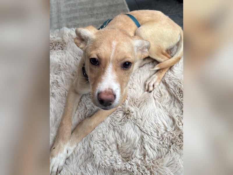 IBIZA, neugieriger Welpe, 3 Monate, 32 cm, Mischling, Tierschutz, Pflegestelle Bonn