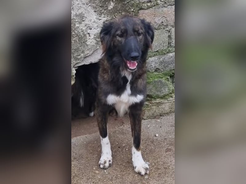 ⭐️THEO⭐️, toller Hundekumpel, 2 Jahre, 45 cm, Mischling, Tierschutz