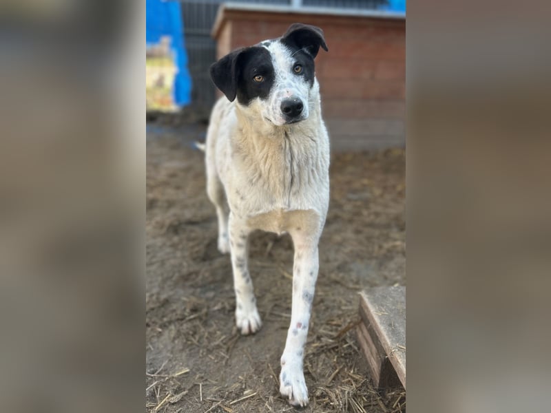 ⭐️SNOW⭐️, Herzensbrecher, Rüde, 1 Jahr, 46cm, Mischling, Tierschutz
