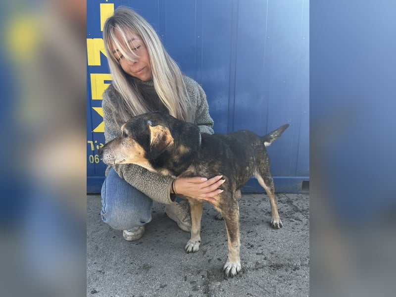 Akela möchte noch einmal Glück und Geborgenheit erleben