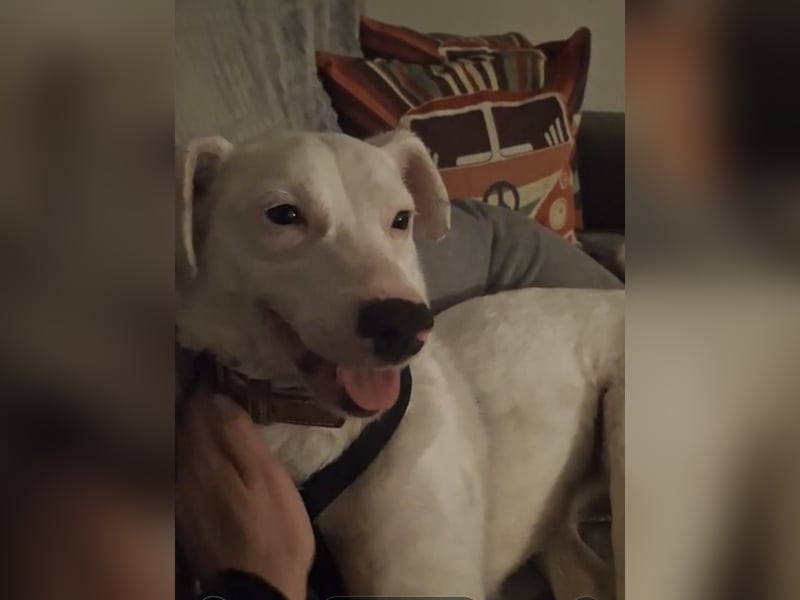 ARTEMIS, aus Tötungsstation gerettet, 1 Jahr, 40 cm, Mischlingsmädchen, Tierschutz, Pflegestelle 537