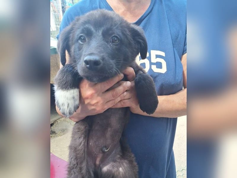 ⭐️CHAKO⭐️, Rüde, 7 Monate, bis 50cm ausgewachsen, Mischling, Tierschutz