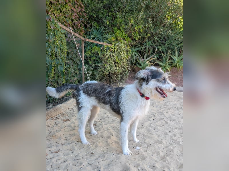 Liebenswerte Elva wartet in Portugal auf unserem Tierschutzhof!
