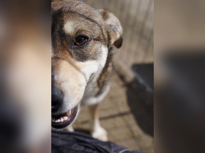 ⭐️ILKER⭐️, fröhlicher Hundejunge, 1 Jahr, 48 cm, Mischling, Tierschutz Rumänien