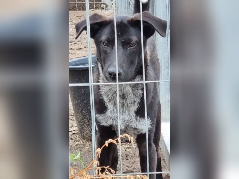 ⭐️SMOKY⭐️, sportlicher Rüde, 1 Jahr, 46 cm, Mischling, Tierschutz