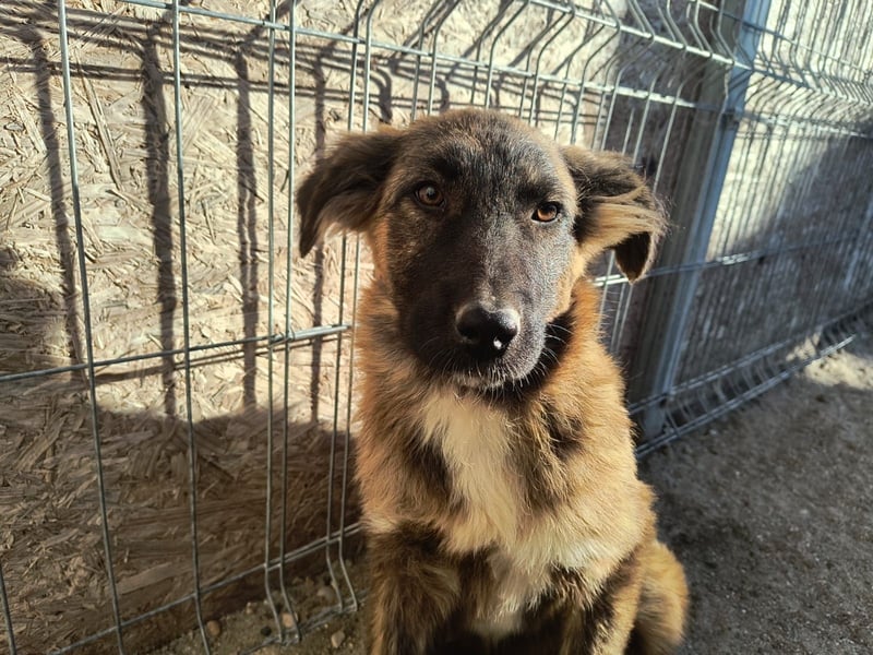 ⭐️CAJA⭐️, sanftes Welpenmädchen, 8 Monate, 40 cm, Mischling, Tierschutz