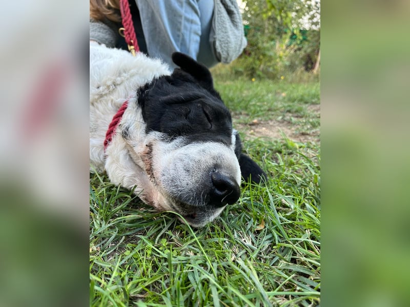 Rabies, ein Traumhund