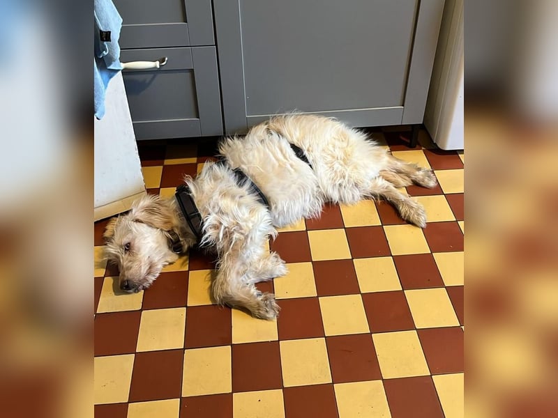 LUMA, entdeckt die Welt, 1 Jahr, 40 cm, Mischling, Pflegestelle 40223, Tierschutz Rumänien