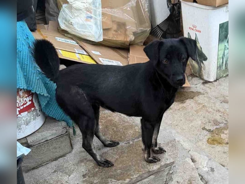 ⭐️BERYLL⭐️, für immer treu, Hündin, fast 3 Jahre, 41 cm, Mischling, Tierschutz Rumänien