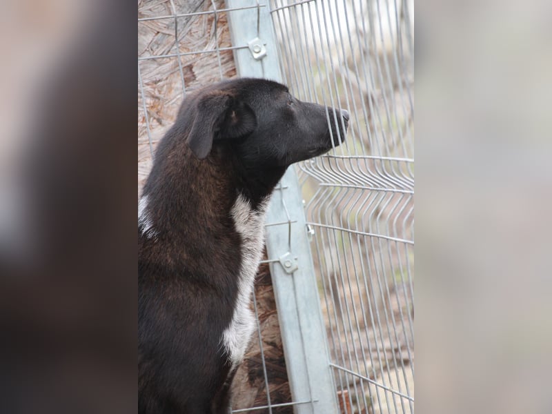 ⭐️SMOKY⭐️, sportlicher Rüde, 1 Jahr, 46 cm, Mischling, Tierschutz