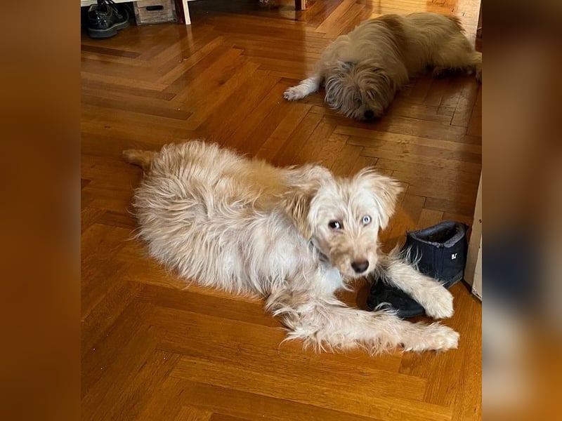 LUMA, gerettete Seele, 1 Jahr, 40 cm, Mischling, Tierschutz, Pflegestelle 40223