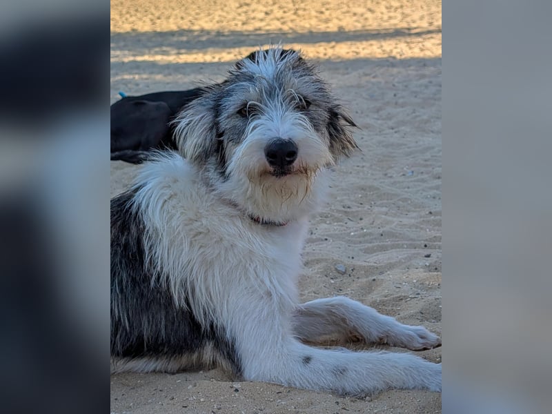 Liebenswerte Elva wartet in Portugal auf unserem Tierschutzhof!