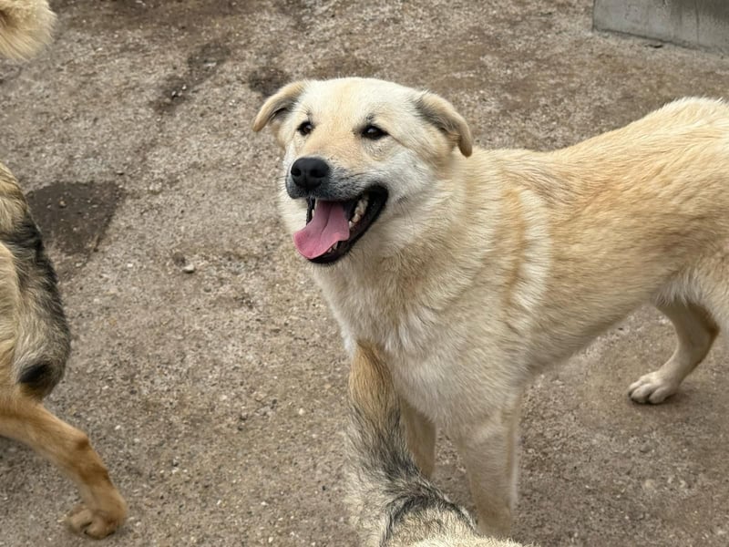 Hündin 028407 sucht ihr Zuhause