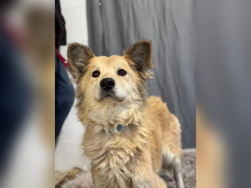 wunderschöne Levendula wartet auf Dich