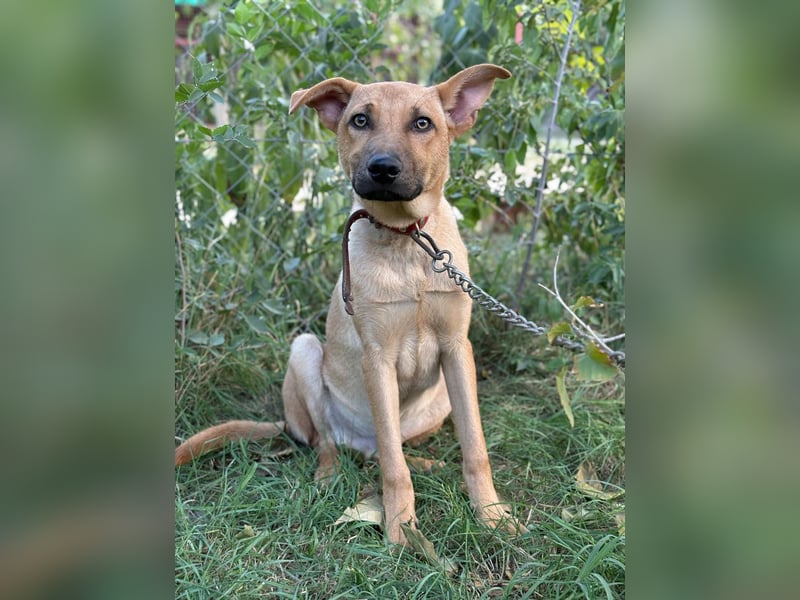 Vitold- Hast du ein warmes Körbchen für mich ?
