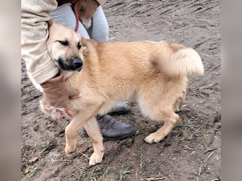 Hündin Brioch möchte Rumänien schnell verlassen