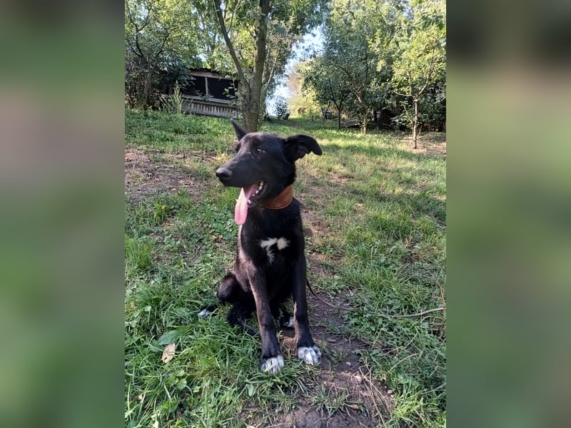 Blacky Tietschutzhund sucht ein Zuhause