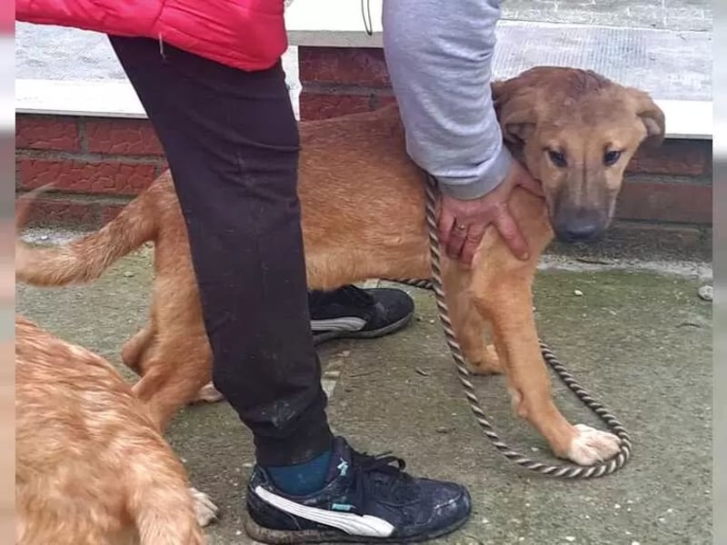 Jundhund Pablo möchte Rumänien ganz schnell verlassen