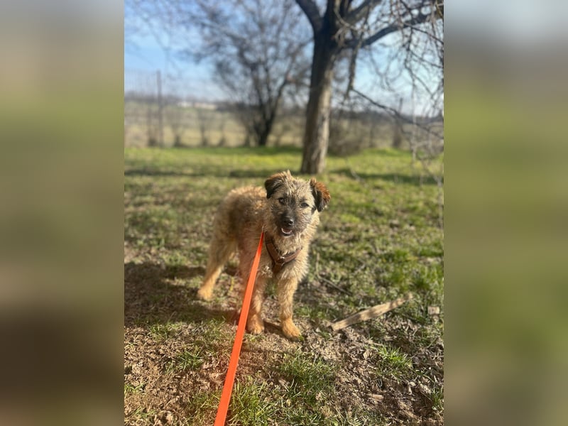 HEARTY, zuckersüßes Spielkind, 1 Jahr, 41 cm, Mischlingsmädchen, Tierschutz Rumänien