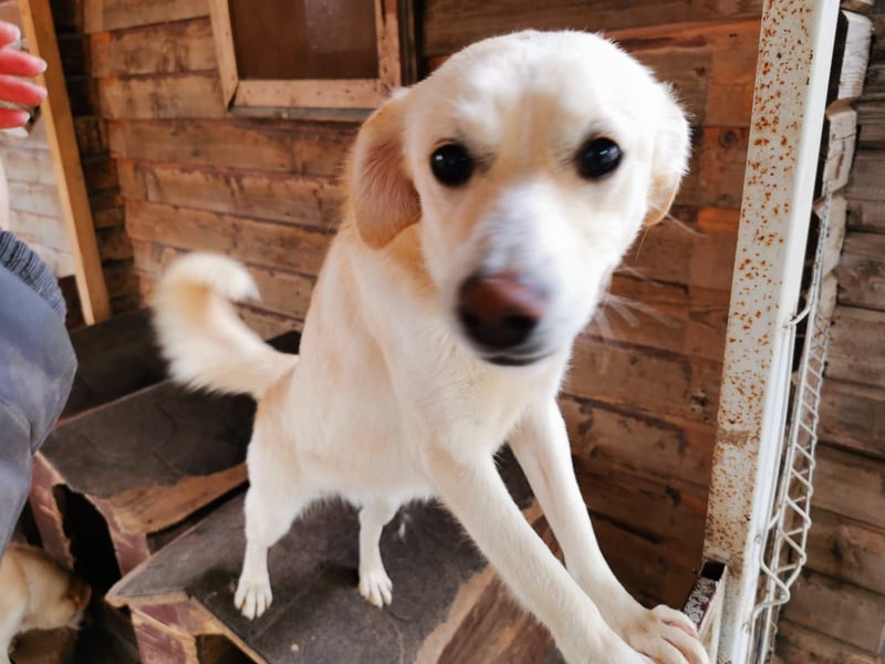 Junge Hündin Joyce stellt sich vor