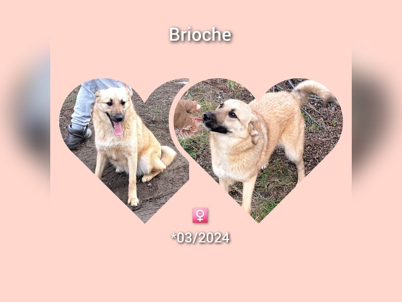 Hündin Brioch möchte Rumänien schnell verlassen