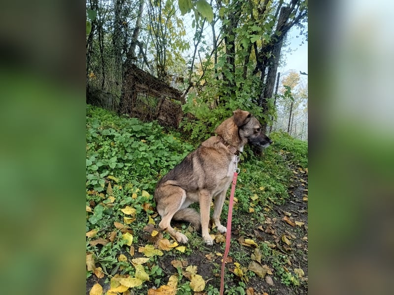 Kara Tierschutzhund sucht ein Zuhause