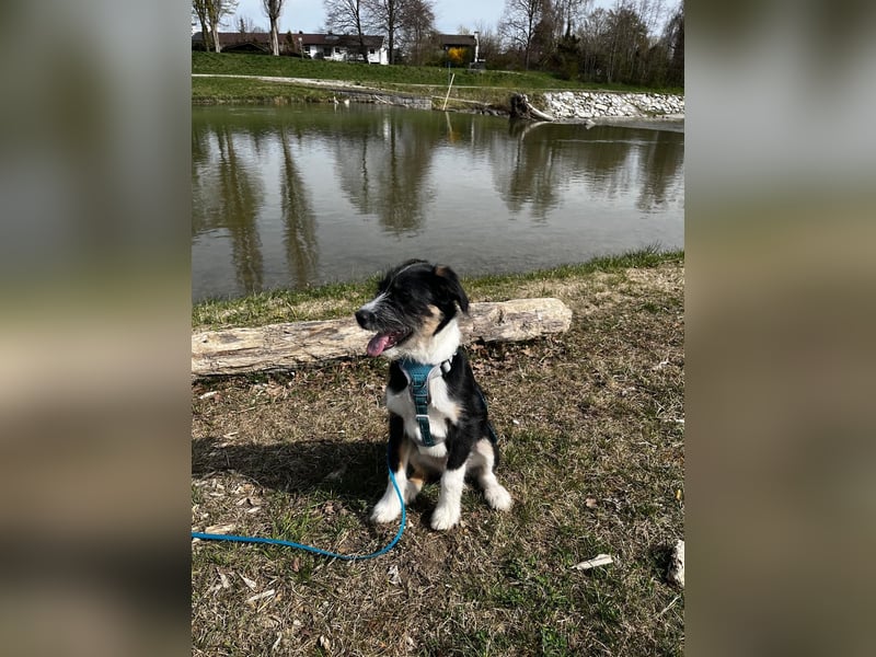 Schlaues Kerlchen Finn - bereits in DE - sucht seine Familie