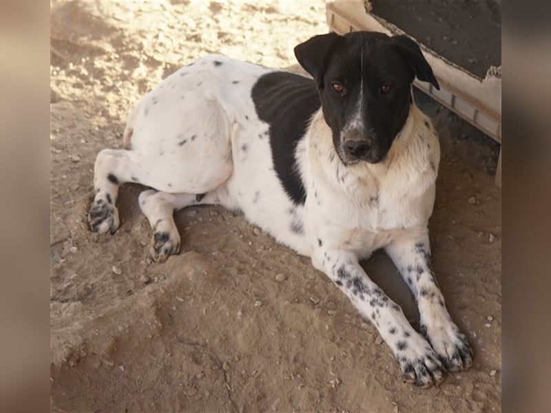 Yaska, geb. ca. 02/2022, lebt in GRIECHENLAND, im städt. Tierheim Serres