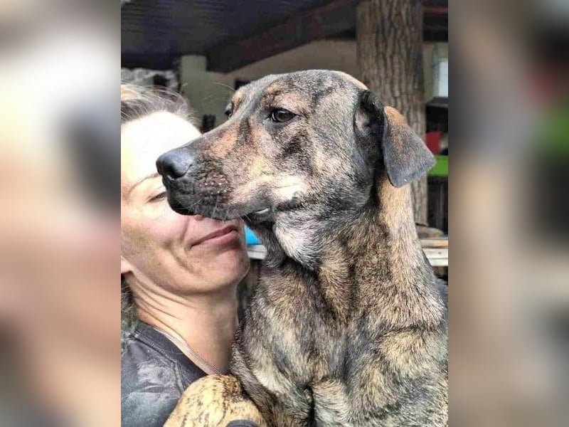 ⭐️ZICO⭐️, besonderes Seelchen, Rüde, 3,5 Jahre, 48 cm, Mischling, Tierschutz Rumänien