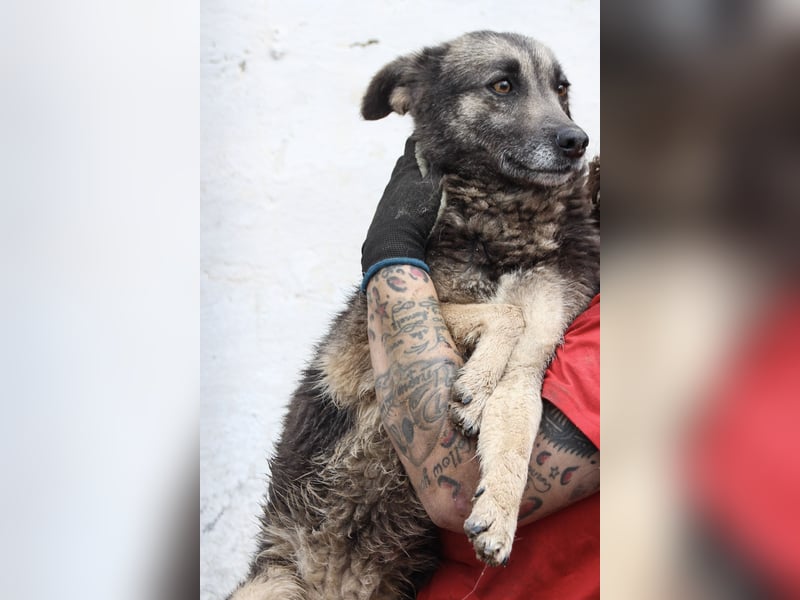 GREY, schöne Hundeseele, 4,5 Jahre, 50 cm, Mischling, Tierschutz Rumänien